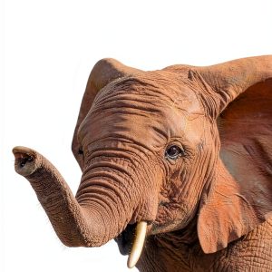 Elephant Facts for Kids by Mulberry Avenue Kindle eBook 3.6 MB-0